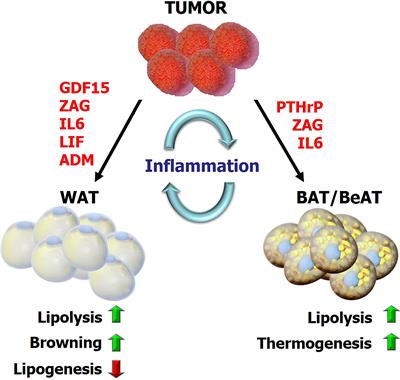 Metabolic Reprogramming in Adipose Tissue During Cancer Cachexia